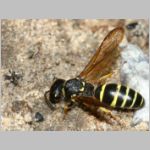 Gymnomerus laevipes - Lehmwespe 01e 12mm beim Lehmholen - OS-Wallenhorst-Tongrube.jpg